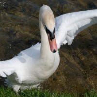 Mute Swan